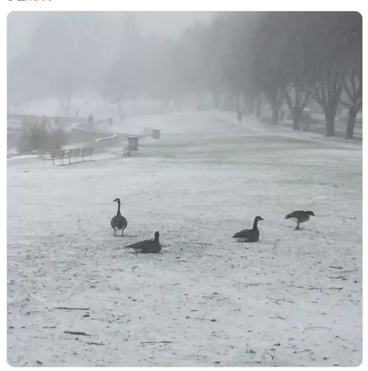 下大雪了 温哥华都疯了 下周有5天下雪 你准备好了吗