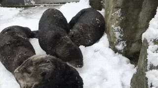 挺住! 温哥华25cm暴雪今晚最后一击! 可爱的加拿大人 已彻底进入撒欢模式
