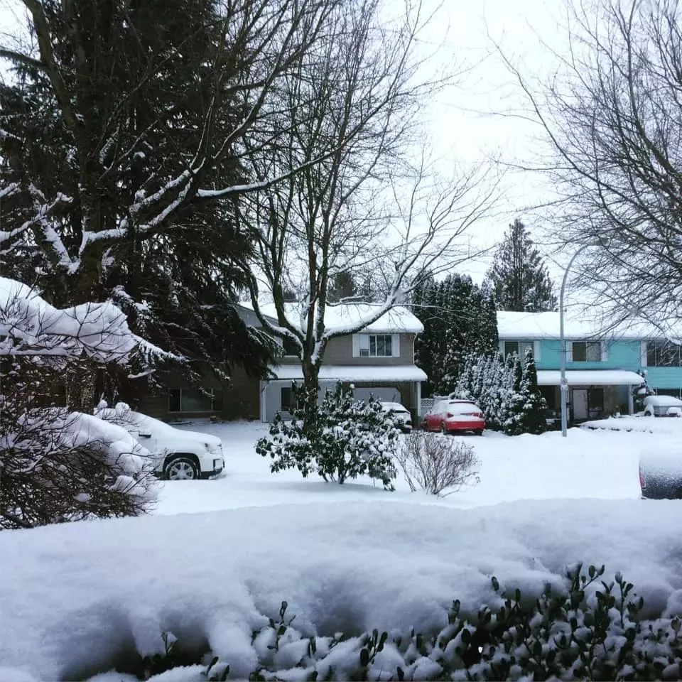 挺住! 温哥华25cm暴雪今晚最后一击! 可爱的加拿大人 已彻底进入撒欢模式