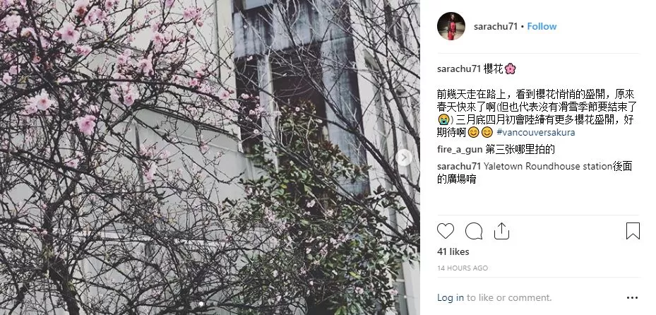 温哥华高温破72年记录 全城樱花一夜盛开! 温村迎来全宇宙最美的春天!