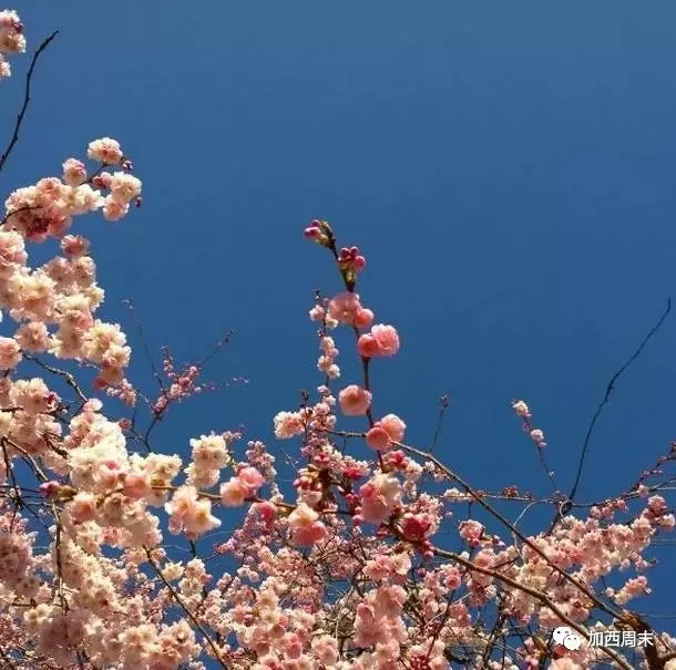 温哥华高温破72年记录 全城樱花一夜盛开! 温村迎来全宇宙最美的春天!