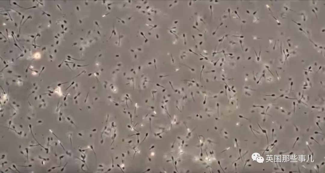 冷冻50年的精子解冻后竟然还能成功授孕，一连生了三十多个崽！