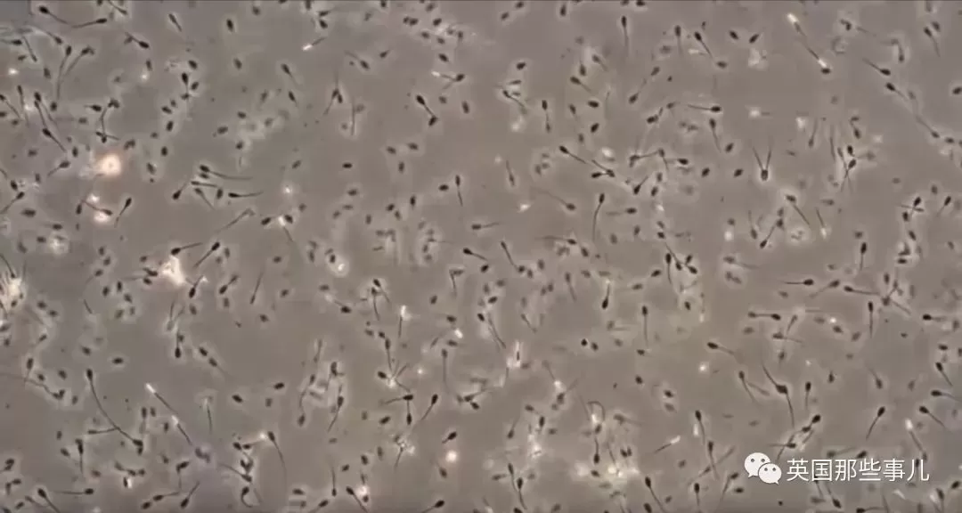 冷冻50年的精子解冻后竟然还能成功授孕，一连生了三十多个崽！