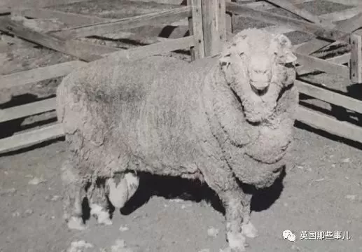 冷冻50年的精子解冻后竟然还能成功授孕，一连生了三十多个崽！