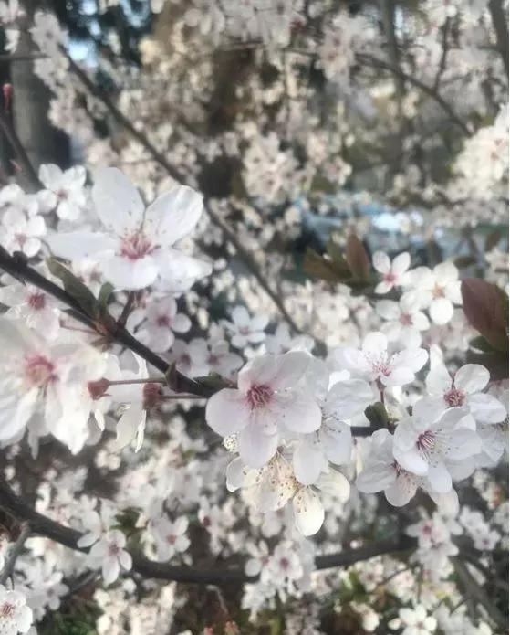 满城樱花怒放 温哥华已美成仙境! 2019年赏樱最全攻略 连月亮都染粉了!