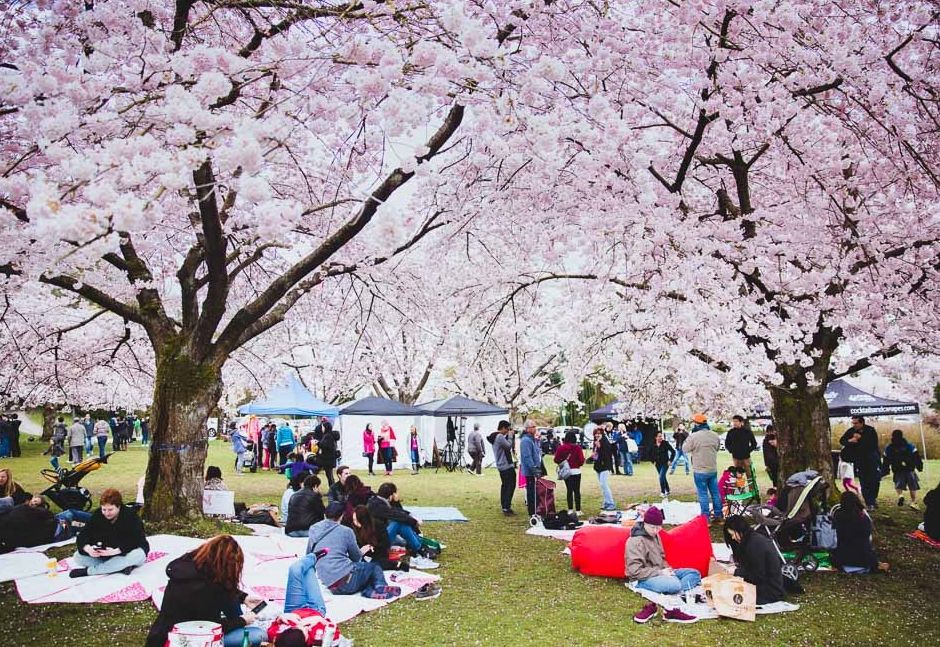 满城樱花怒放 温哥华已美成仙境! 2019年赏樱最全攻略 连月亮都染粉了!