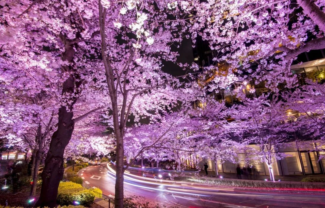 满城樱花怒放 温哥华已美成仙境! 2019年赏樱最全攻略 连月亮都染粉了!