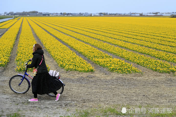 荷兰郁金香花农设“别践踏”中文警示，提示中国游客遵守规矩