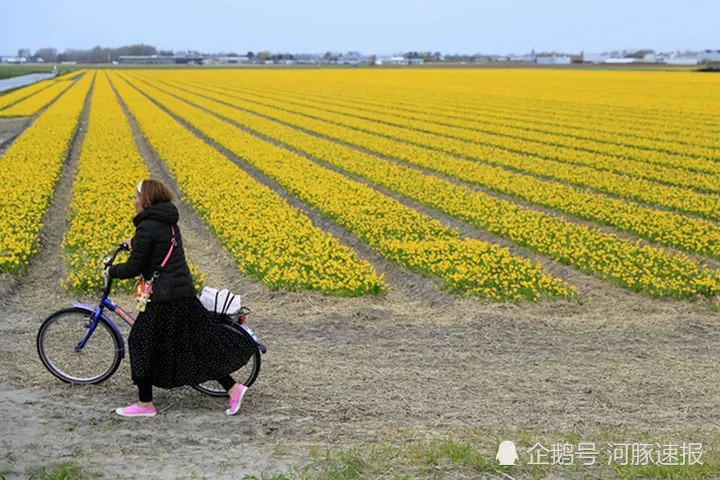 荷兰郁金香花农设“别践踏”中文警示，提示中国游客遵守规矩