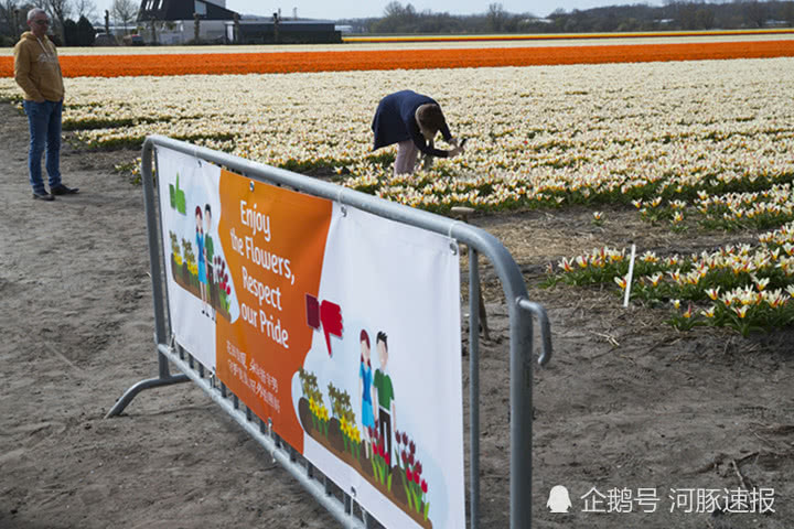 荷兰郁金香花农设“别践踏”中文警示，提示中国游客遵守规矩