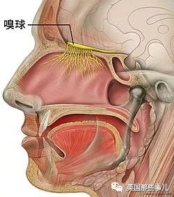 摔了一跤，现在闻啥都是屎臭味…他最大心愿是再次闻到妻子的香气