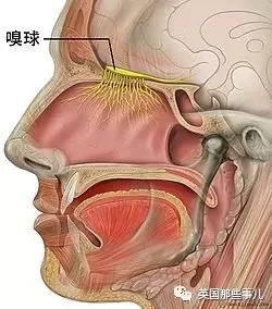 摔了一跤，现在闻啥都是屎臭味…他最大心愿是再次闻到妻子的香气
