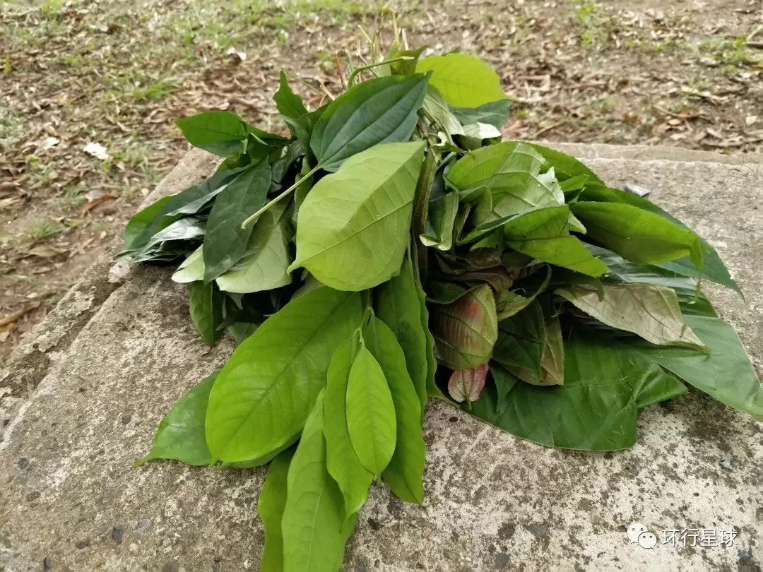 非洲黑暗料理大汇总