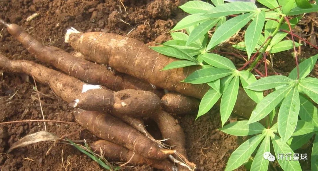 非洲黑暗料理大汇总