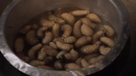 非洲黑暗料理大汇总