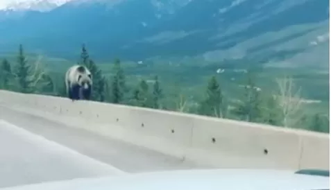高速公路惊现熊！最近出门小心，加拿大的动物开始苏醒了...