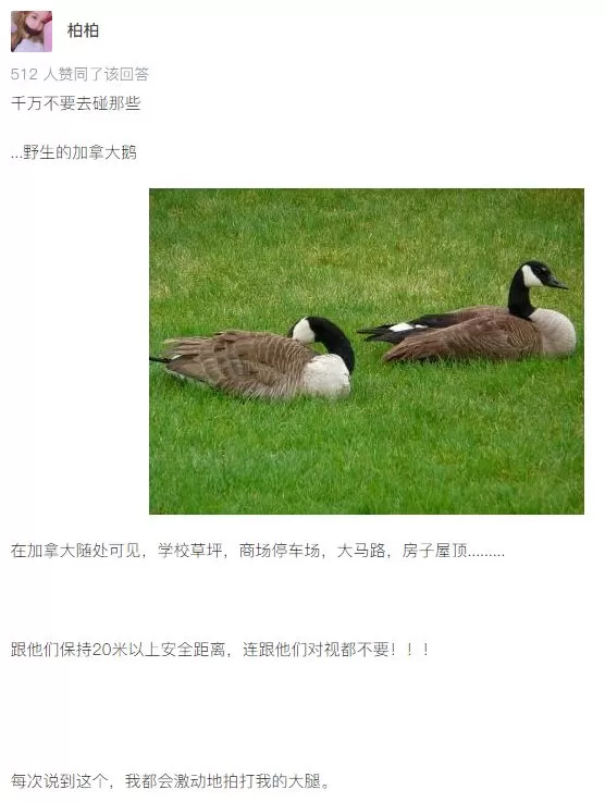 高速公路惊现熊！最近出门小心，加拿大的动物开始苏醒了...