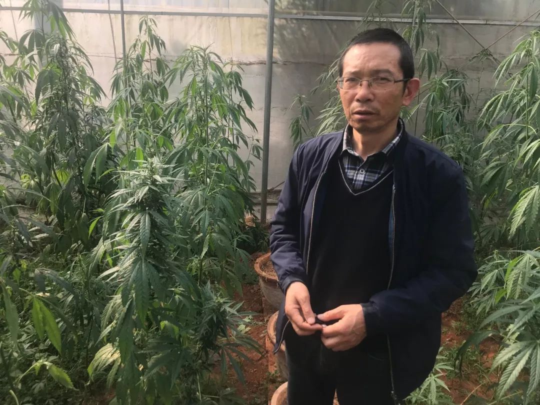 揭秘中国大麻生产基地！可能这才是出口欧美的“高档产品”......