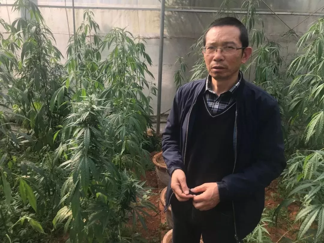 揭秘中国大麻生产基地！可能这才是出口欧美的“高档产品”......