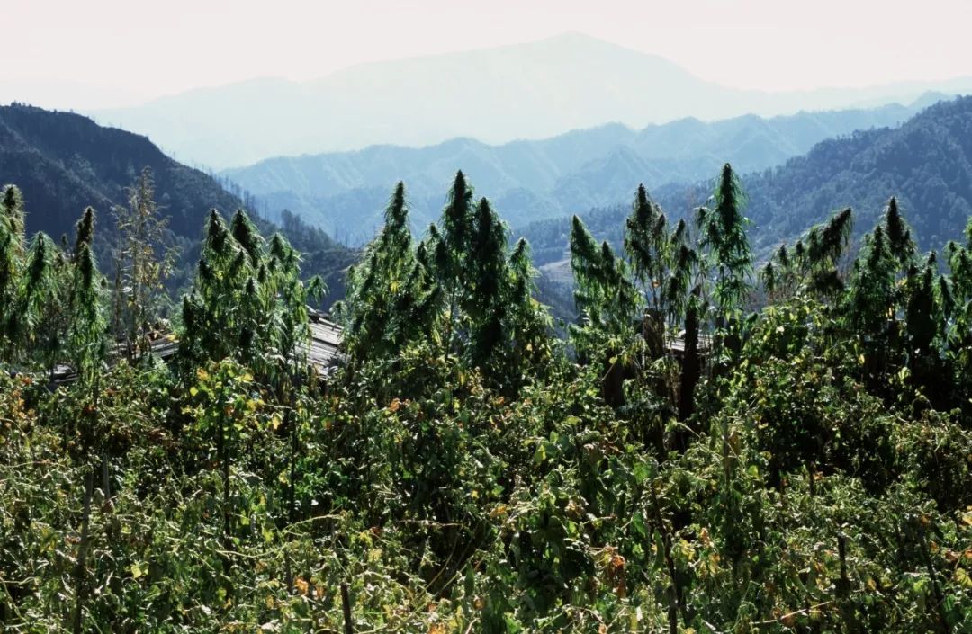 揭秘中国大麻生产基地！可能这才是出口欧美的“高档产品”......