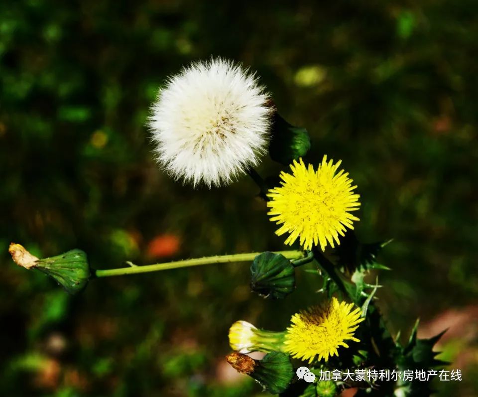 院子里的蒲公英不忍直视？告诉你对付蒲公英的绝世秘籍！史上最强！我是活雷锋！