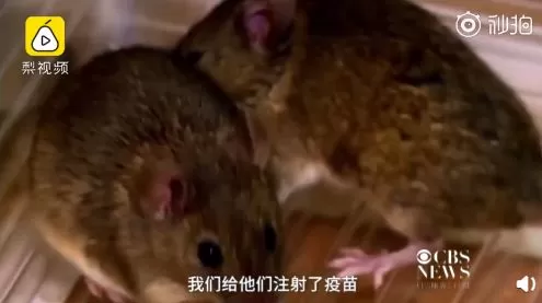 振奋人心! 老年痴呆症疫苗研制成功 5000万家庭有救了!