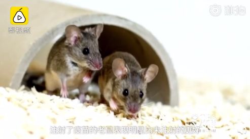 振奋人心! 老年痴呆症疫苗研制成功 5000万家庭有救了!