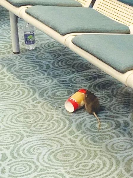 提前庆鼠年? 温哥华YVR机场老鼠乱窜 候机座下悠闲喝Tim Hortons