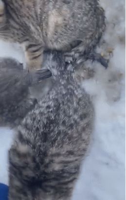 这男的竟用滚烫的咖啡泼猫! 看完视频网友纷纷把他赞爆