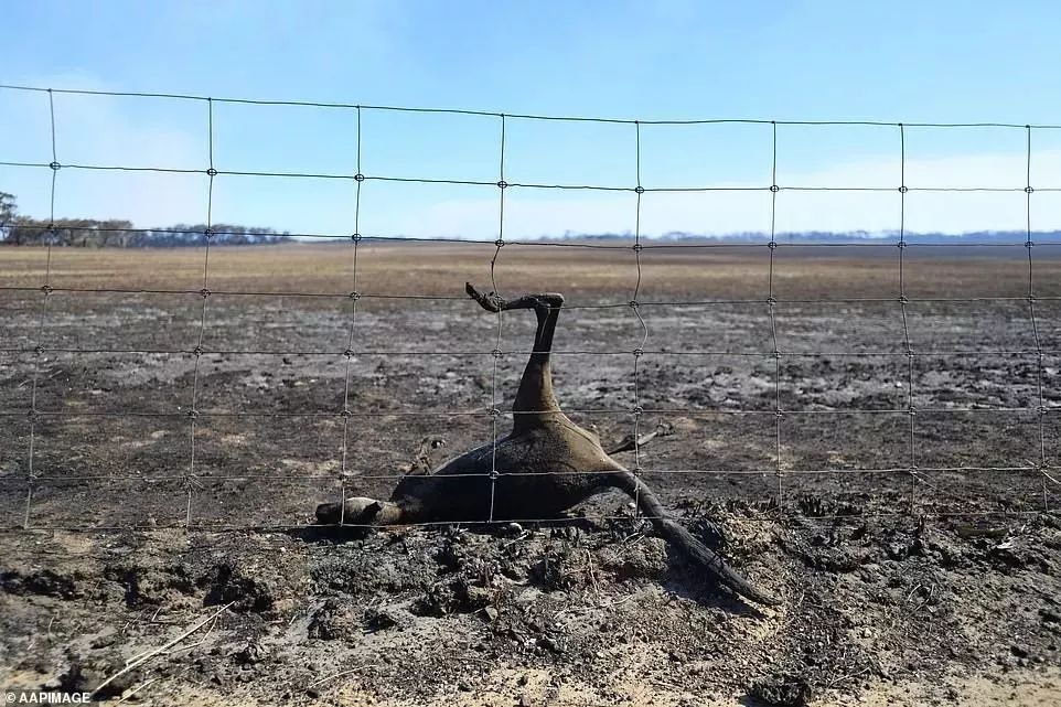 口罩告急！大火逼近澳洲首都 45度高温地狱般炙烤 灾难仍在继续