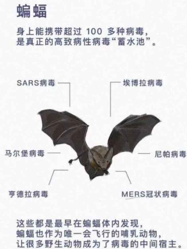 60多万蝙蝠入侵城市 遮天蔽日仿佛末日! 人类的报应来了？