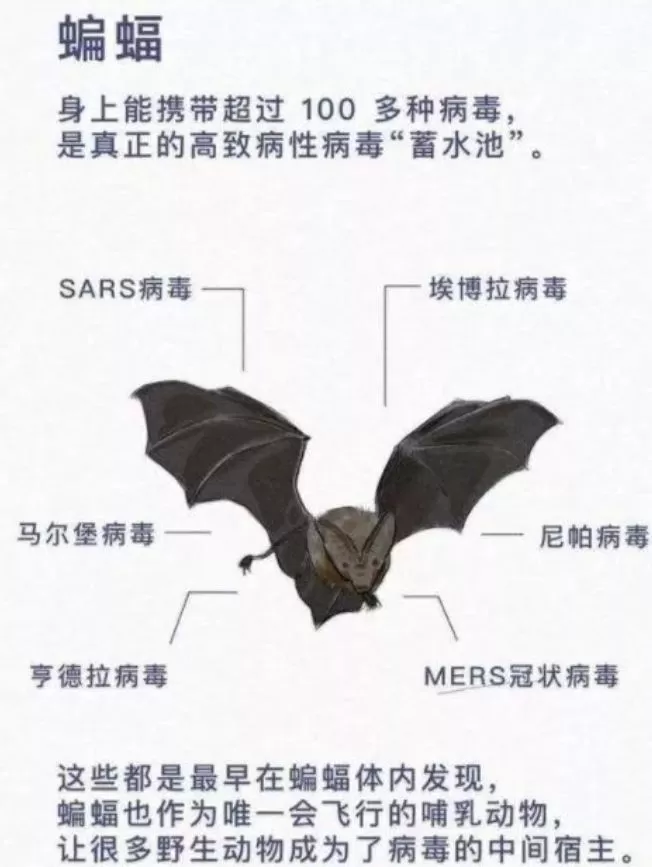 60多万蝙蝠入侵城市 遮天蔽日仿佛末日! 人类的报应来了？