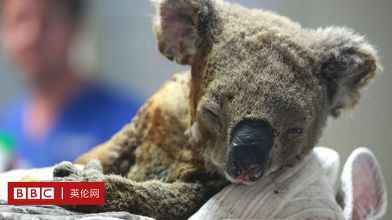 惊人! 澳洲大火熊熊燃烧210天后 人们竟然看到了这样一幕