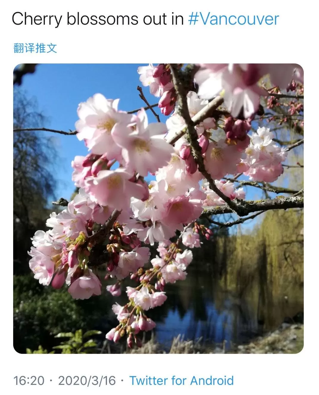 美翻了! 温哥华樱花全城盛放 今年是个暖春 疫情过去 一起去赏樱吧!