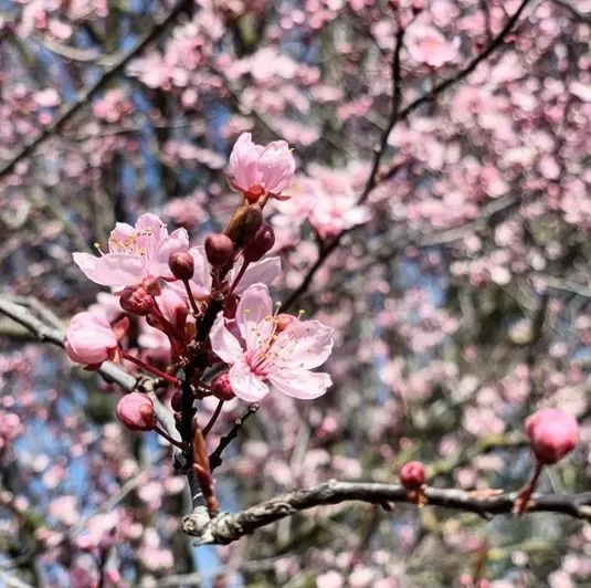 美翻了! 温哥华樱花全城盛放 今年是个暖春 疫情过去 一起去赏樱吧!