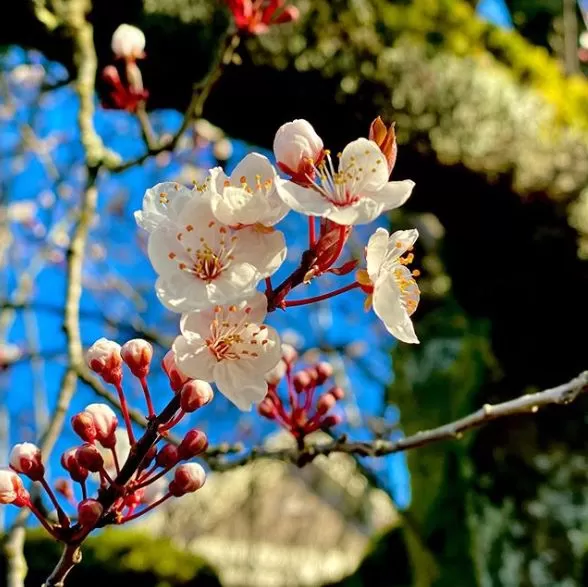 美翻了! 温哥华樱花全城盛放 今年是个暖春 疫情过去 一起去赏樱吧!