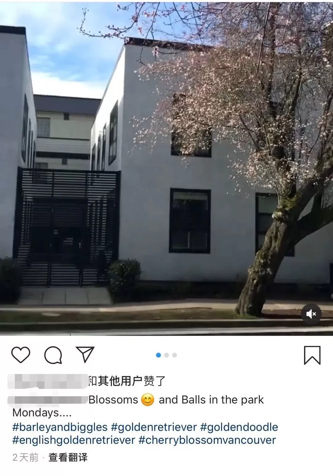 美翻了! 温哥华樱花全城盛放 今年是个暖春 疫情过去 一起去赏樱吧!