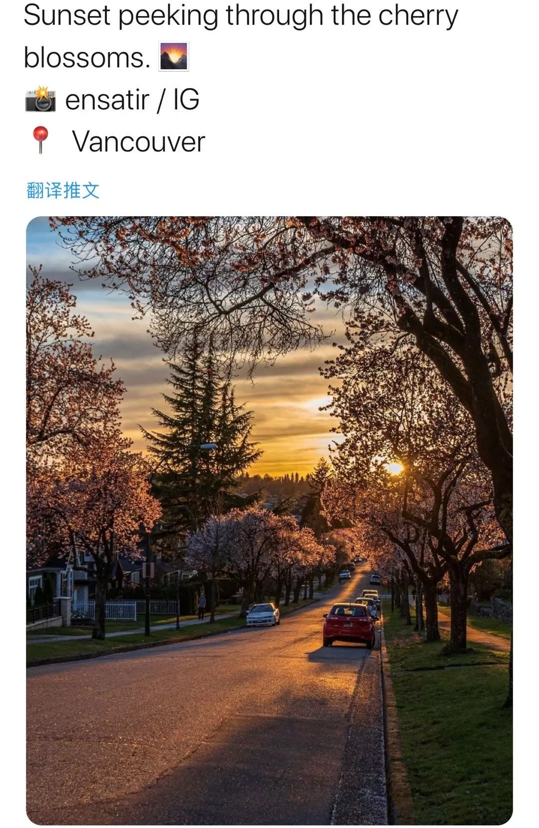 美翻了! 温哥华樱花全城盛放 今年是个暖春 疫情过去 一起去赏樱吧!