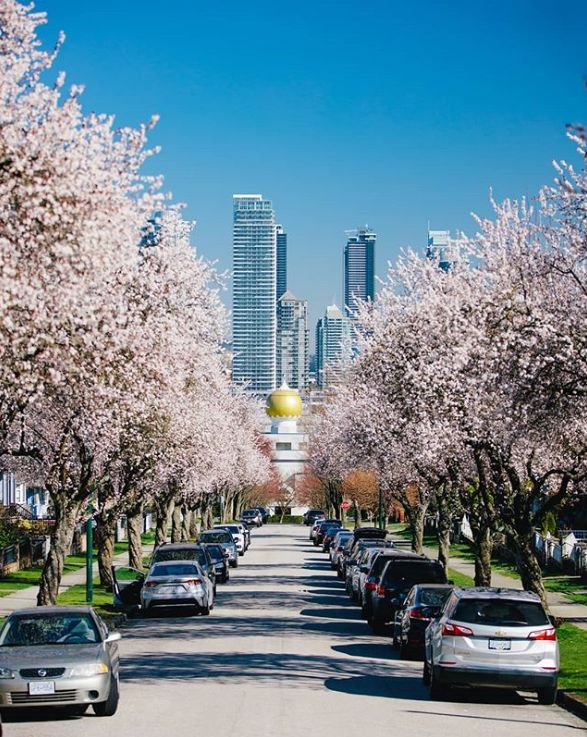 美翻了! 温哥华樱花全城盛放 今年是个暖春 疫情过去 一起去赏樱吧!