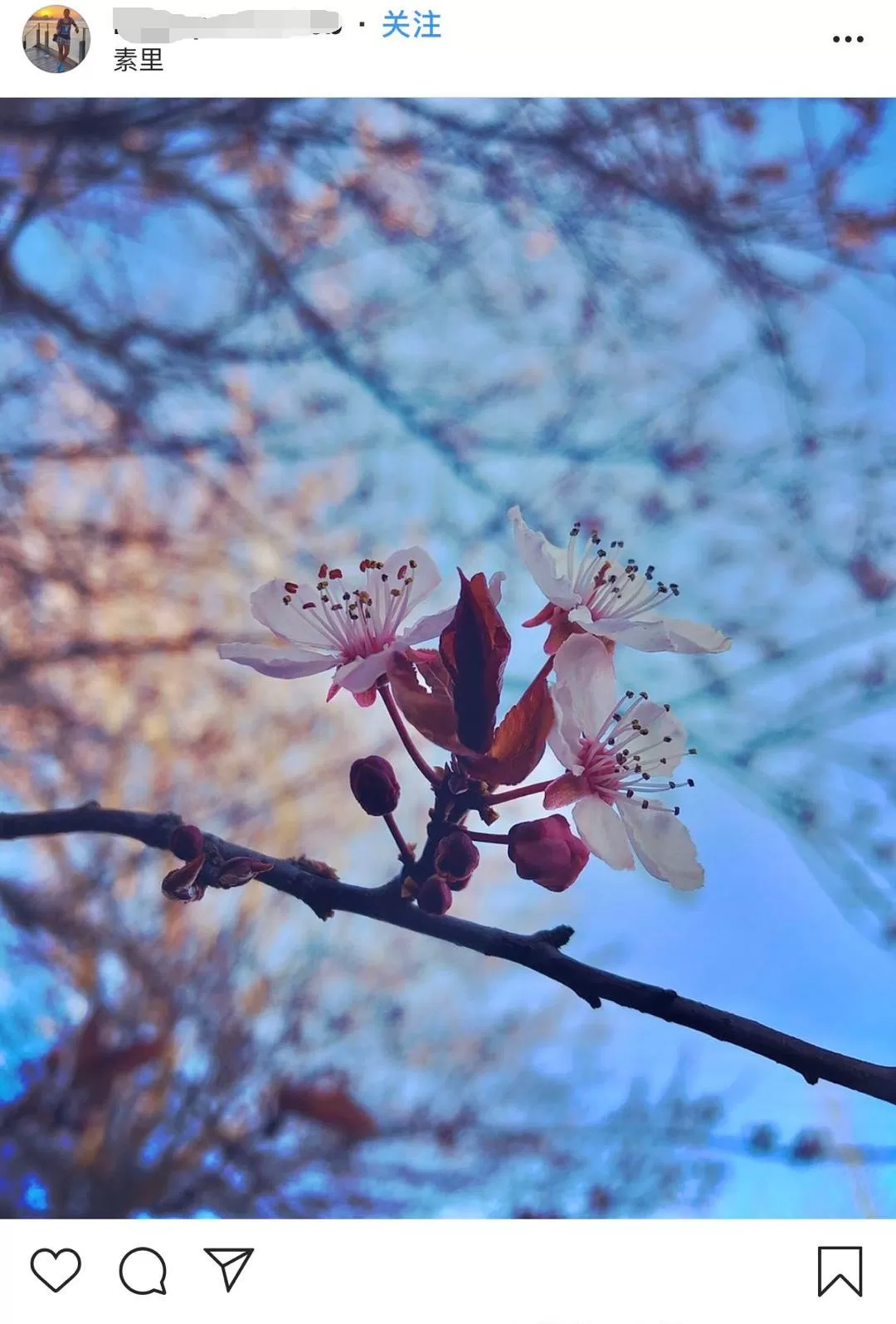 美翻了! 温哥华樱花全城盛放 今年是个暖春 疫情过去 一起去赏樱吧!