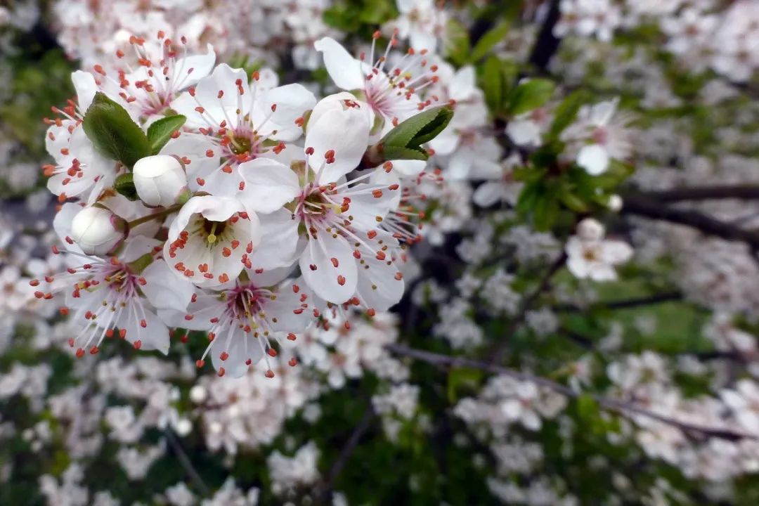 美翻了! 温哥华樱花全城盛放 今年是个暖春 疫情过去 一起去赏樱吧!