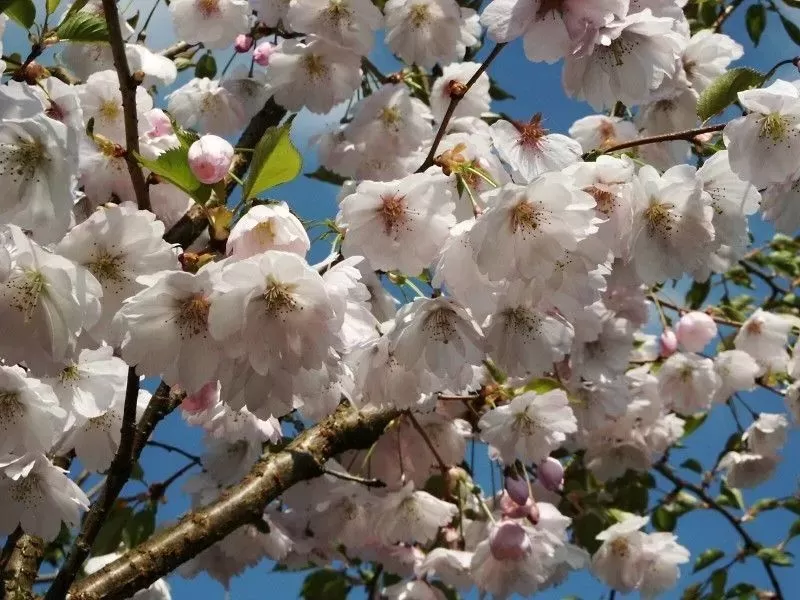 美翻了! 温哥华樱花全城盛放 今年是个暖春 疫情过去 一起去赏樱吧!