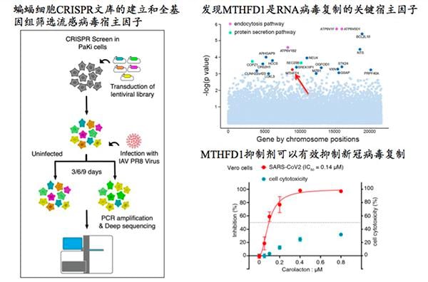 清华等团队从蝙蝠“百毒不侵”中找答案：发现新冠病毒抑制剂