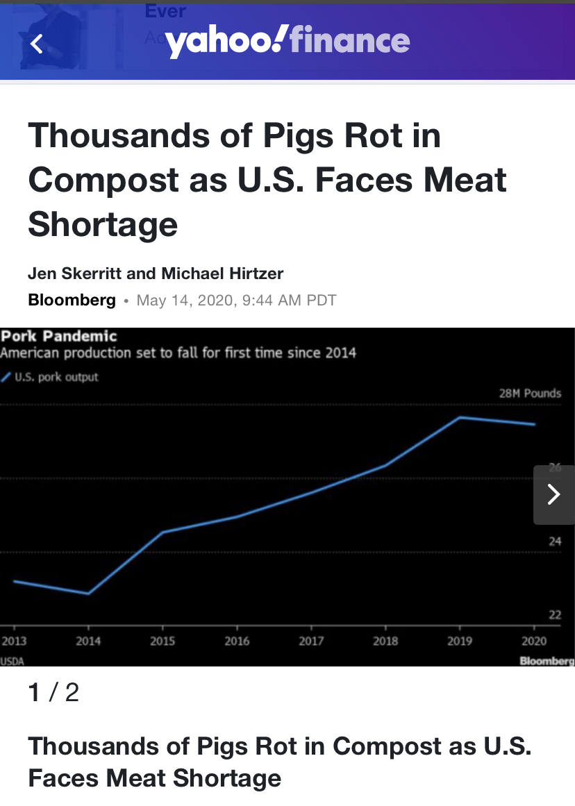 死猪成山市场却无肉可卖 美国肉类食品供应链断裂