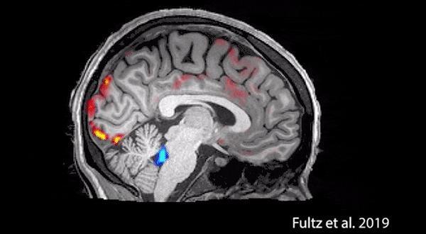 科学家首次拍到：人睡着时清洗大脑的全过程！熬夜会变傻