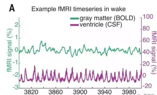 科学家首次拍到：人睡着时清洗大脑的全过程！熬夜会变傻