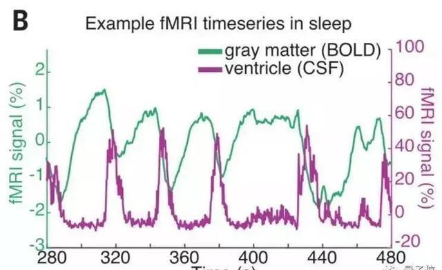 科学家首次拍到：人睡着时清洗大脑的全过程！熬夜会变傻