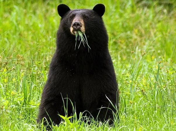 恐怖! 加拿大美女国家公园被黑熊袭击 惨遭毁容  全身是血步行5公里求救