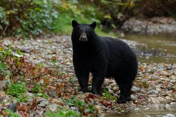 恐怖! 加拿大美女国家公园被黑熊袭击 惨遭毁容  全身是血步行5公里求救