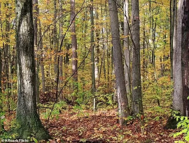 惨剧! 北京美女在美国旅馆遭捆绑性侵 活活烧死后抛尸荒野 曾就读常春藤 被称为天才